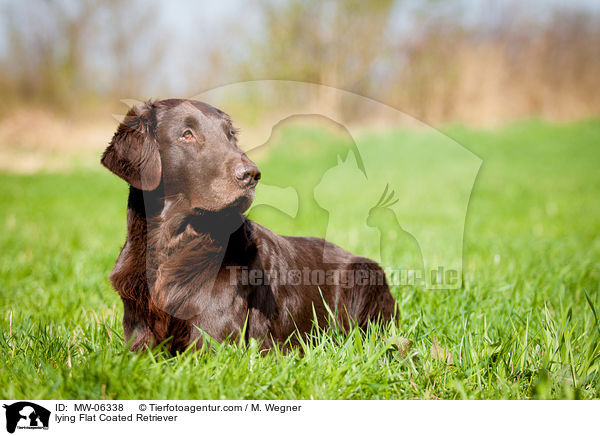 lying Flat Coated Retriever / MW-06338