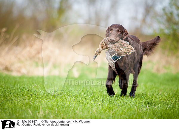 Flat Coated Retriever on duck hunting / MW-06347