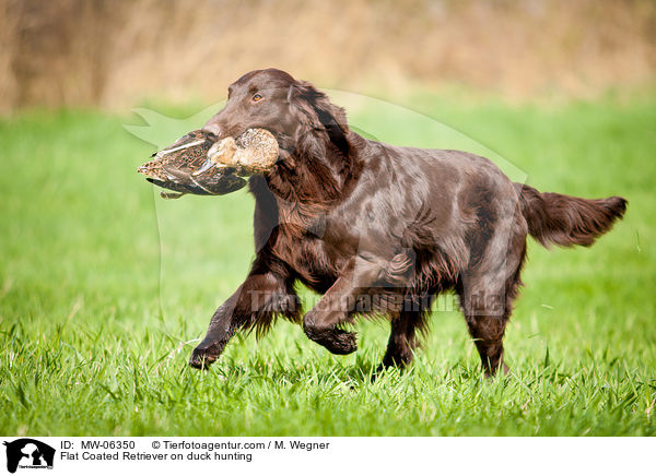Flat Coated Retriever auf Entenjagd / Flat Coated Retriever on duck hunting / MW-06350