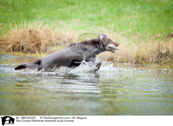 Flat Coated Retriever apportiert Entendummy / Flat Coated Retriever retrieves duck dummy / MW-06354
