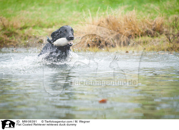 Flat Coated Retriever retrieves duck dummy / MW-06391