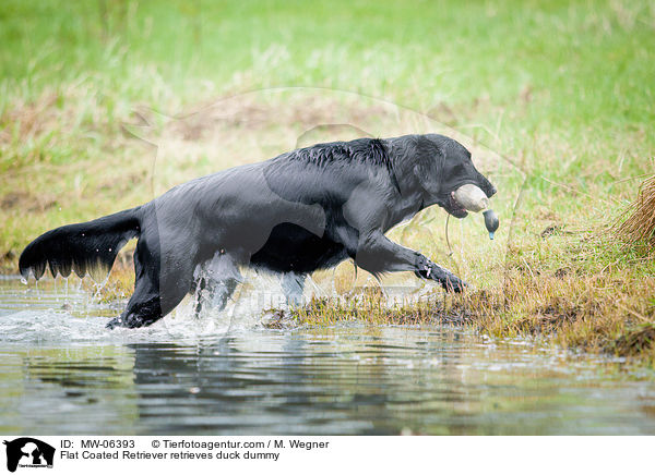 Flat Coated Retriever apportiert Entendummy / Flat Coated Retriever retrieves duck dummy / MW-06393