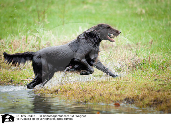 Flat Coated Retriever retrieves duck dummy / MW-06396
