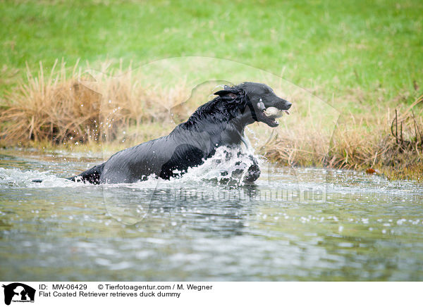 Flat Coated Retriever retrieves duck dummy / MW-06429