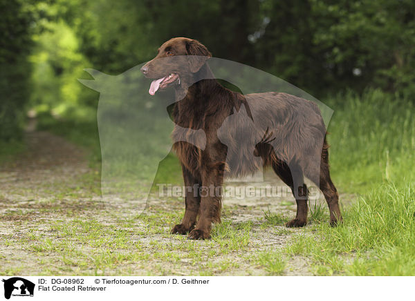 Flat Coated Retriever / DG-08962