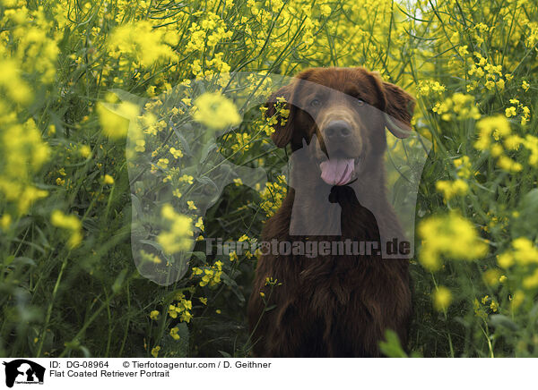 Flat Coated Retriever Portrait / DG-08964