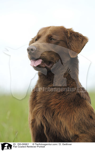 Flat Coated Retriever Portrait / DG-08981