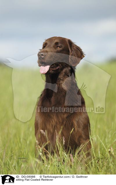 sitting Flat Coated Retriever / DG-08986