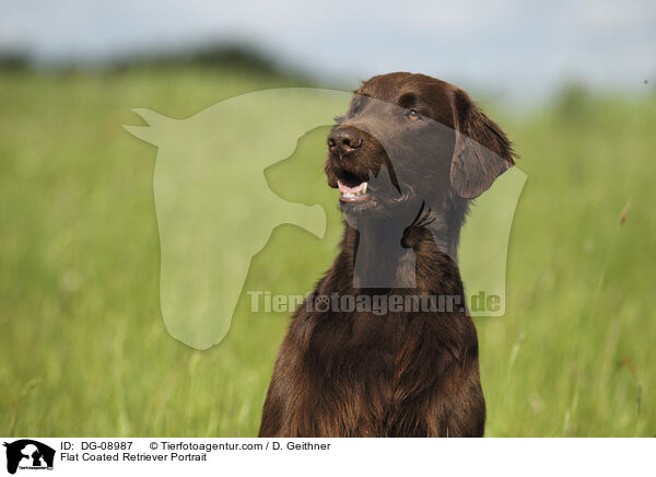 Flat Coated Retriever Portrait / DG-08987