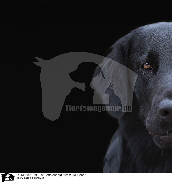 Flat Coated Retriever / Flat Coated Retriever / MAH-01089