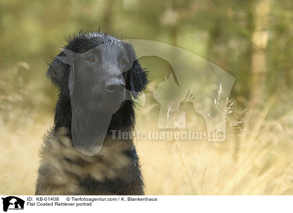 Flat Coated Retriever Portrait / Flat Coated Retriever portrait / KB-01408