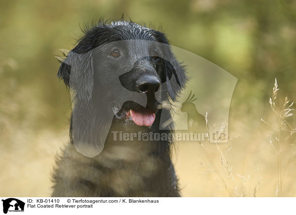 Flat Coated Retriever Portrait / Flat Coated Retriever portrait / KB-01410