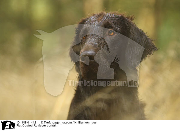 Flat Coated Retriever Portrait / Flat Coated Retriever portrait / KB-01412