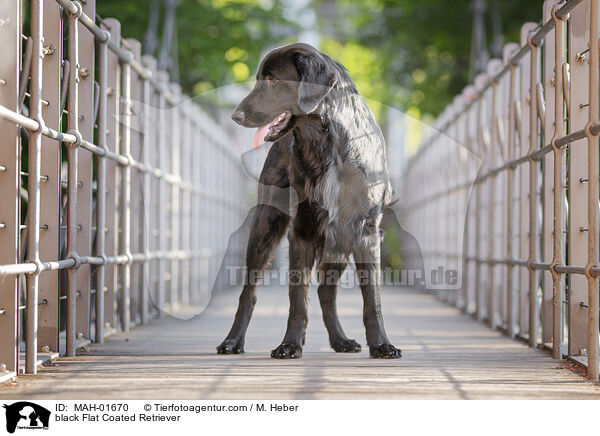 black Flat Coated Retriever / MAH-01670
