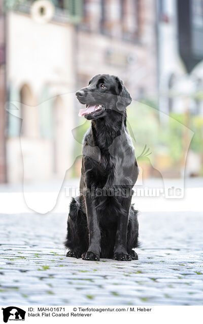 black Flat Coated Retriever / MAH-01671