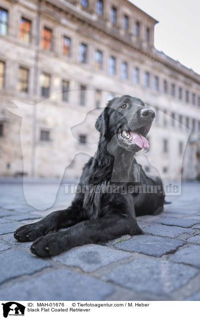 black Flat Coated Retriever / MAH-01676