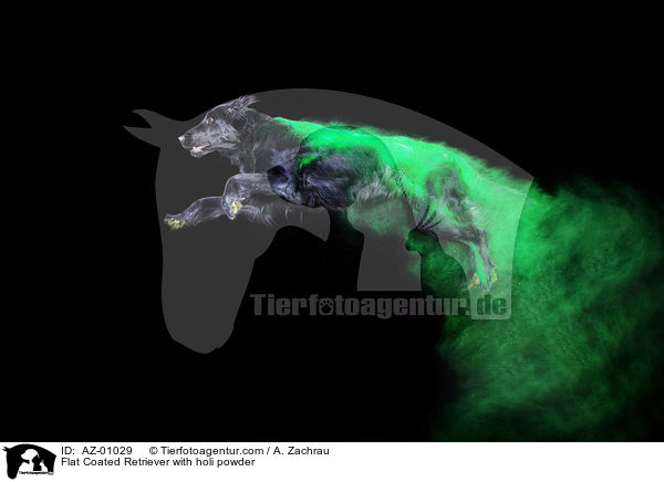 Flat Coated Retriever with holi powder / AZ-01029
