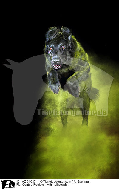 Flat Coated Retriever with holi powder / AZ-01037