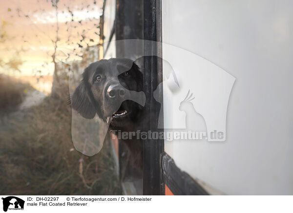 Flat Coated Retriever Rde / male Flat Coated Retriever / DH-02297