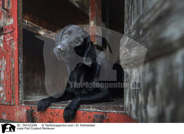 Flat Coated Retriever Rde / male Flat Coated Retriever / DH-02298