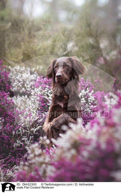 Flat Coated Retriever Rde / male Flat Coated Retriever / DH-02300