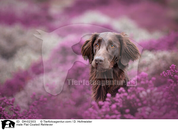 Flat Coated Retriever Rde / male Flat Coated Retriever / DH-02303