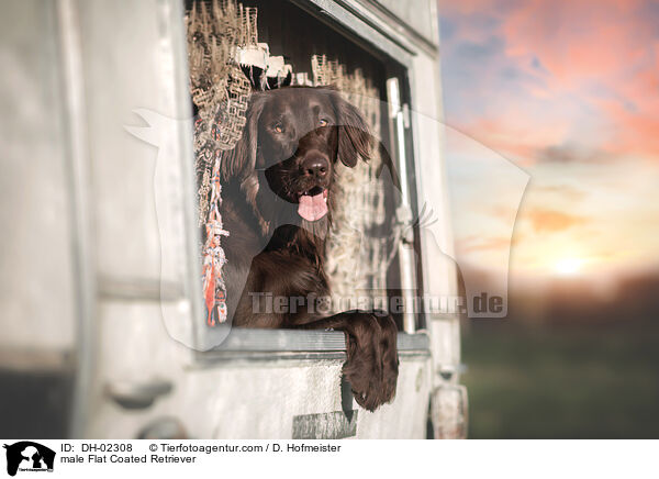 Flat Coated Retriever Rde / male Flat Coated Retriever / DH-02308