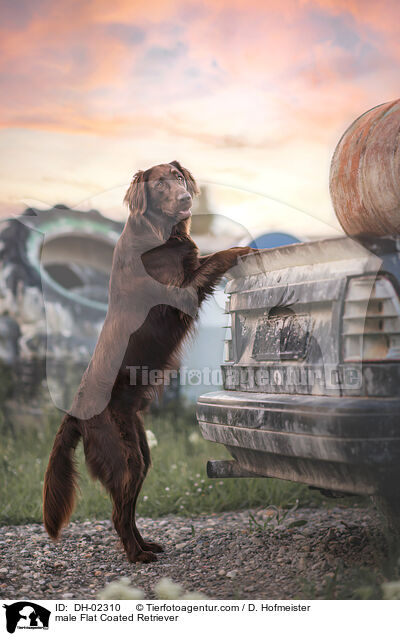 male Flat Coated Retriever / DH-02310