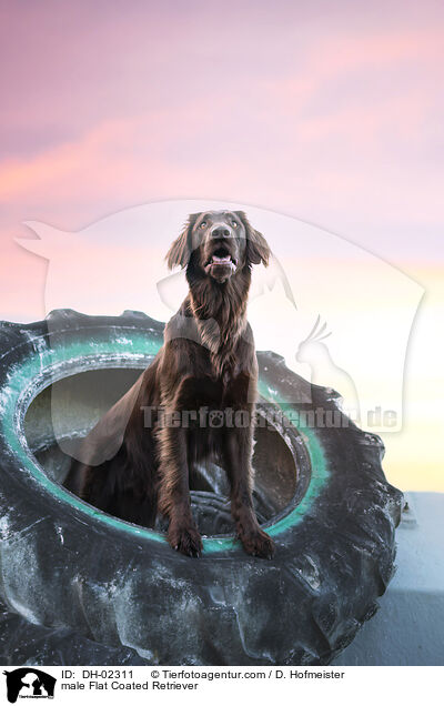 male Flat Coated Retriever / DH-02311