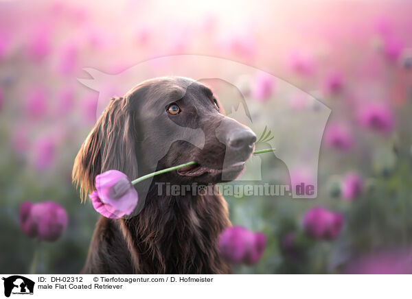 Flat Coated Retriever Rde / male Flat Coated Retriever / DH-02312