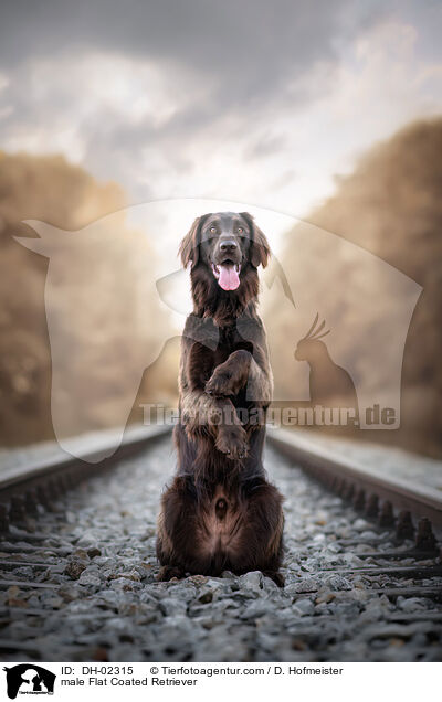 Flat Coated Retriever Rde / male Flat Coated Retriever / DH-02315