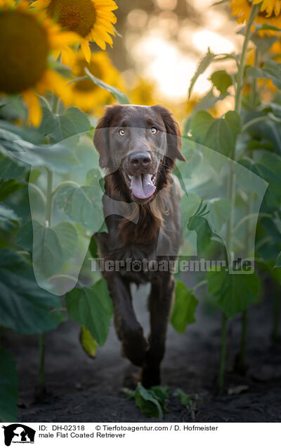 Flat Coated Retriever Rde / male Flat Coated Retriever / DH-02318
