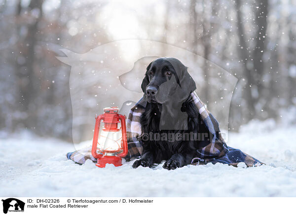 Flat Coated Retriever Rde / male Flat Coated Retriever / DH-02326