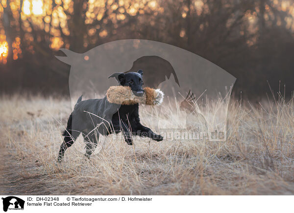 female Flat Coated Retriever / DH-02348
