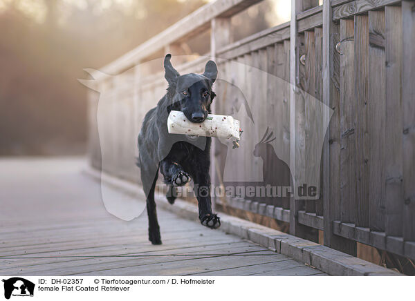 female Flat Coated Retriever / DH-02357