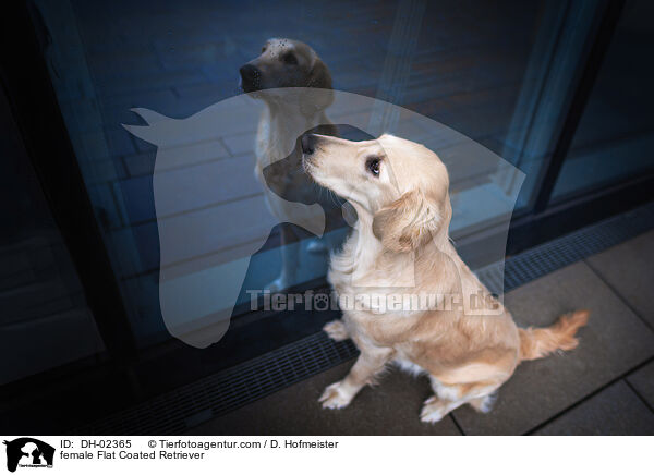 Flat Coated Retriever Hndin / female Flat Coated Retriever / DH-02365