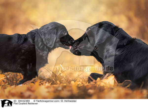 Flat Coated Retriever / DH-02380