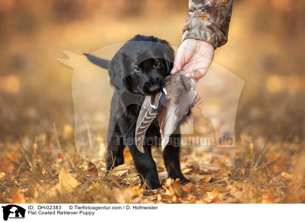 Flat Coated Retriever Puppy / DH-02383