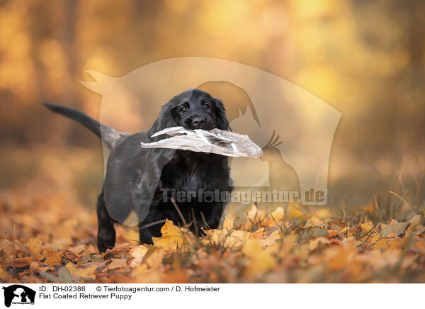 Flat Coated Retriever Puppy / DH-02386
