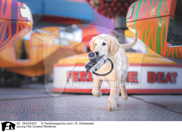 young Flat Coated Retriever / DH-02403