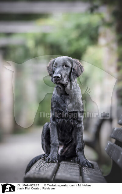 black Flat Coated Retriever / MAH-02887