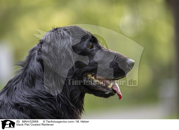 black Flat Coated Retriever / MAH-02888