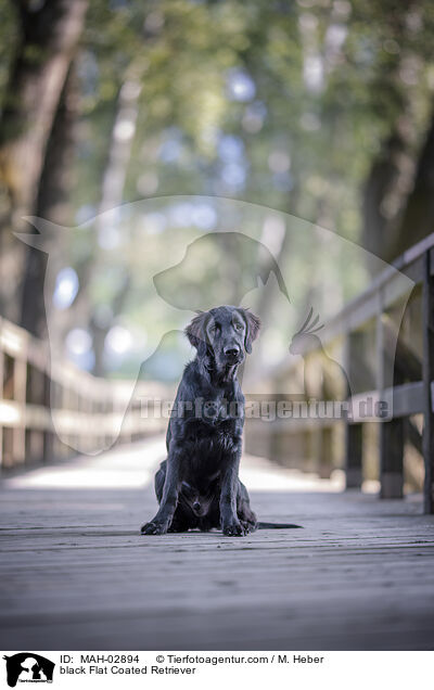 black Flat Coated Retriever / MAH-02894