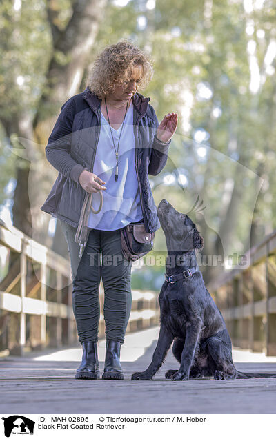 black Flat Coated Retriever / MAH-02895