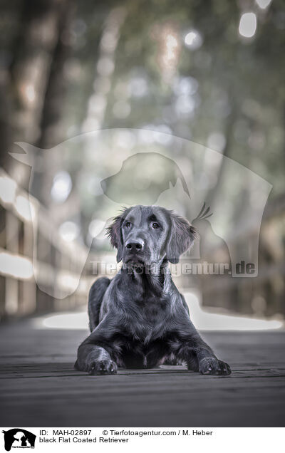black Flat Coated Retriever / MAH-02897