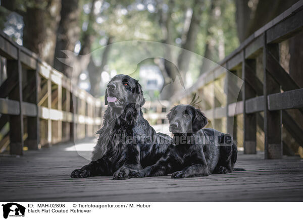 black Flat Coated Retriever / MAH-02898