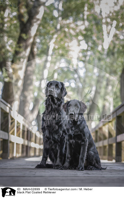 black Flat Coated Retriever / MAH-02899
