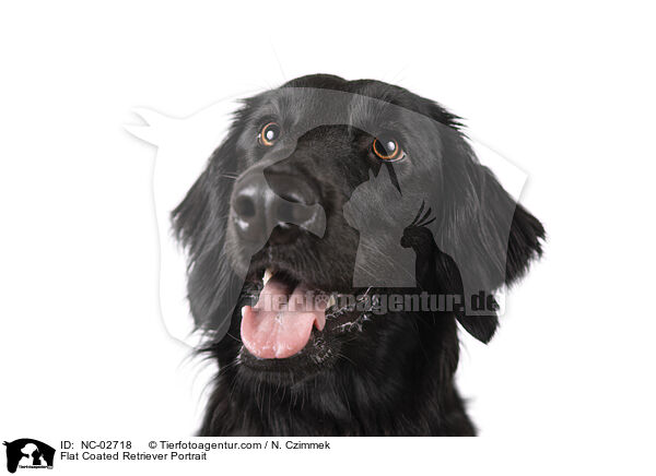 Flat Coated Retriever Portrait / Flat Coated Retriever Portrait / NC-02718