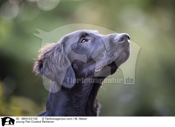 young Flat Coated Retriever / MAH-03136