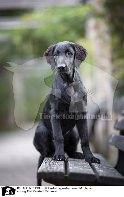 young Flat Coated Retriever / MAH-03139